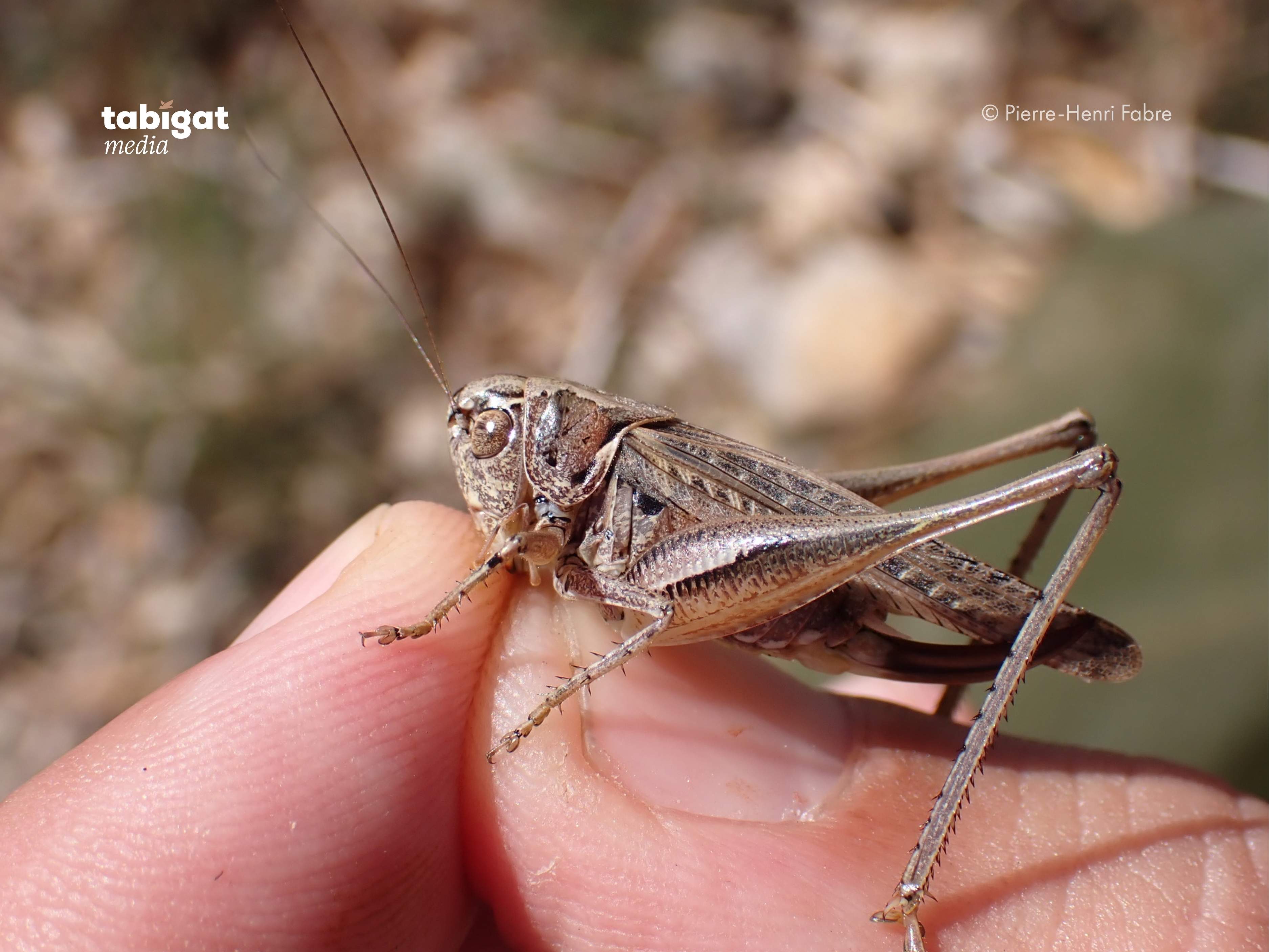 әдемі азиялық бөкселер